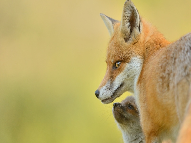 兰州三代供卵例子,山东临沂做试管婴儿成功率最高的医院是哪里？如何选-兰州